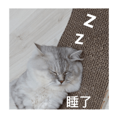 阿肥的一些日常