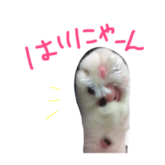 yoshitake cats