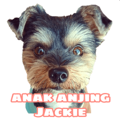 yorkie Jackie Indonesia