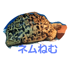 Leopard tortoises