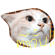 anakin is cat anakin is cat