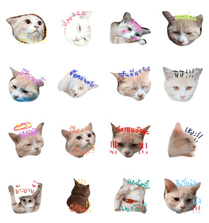 anakin is cat anakin is cat