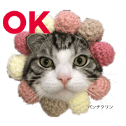 my cat panchikurin my cat panchikurin