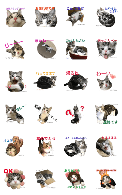 my cat panchikurin my cat panchikurin