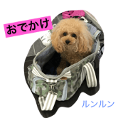 toypoodle mille toypoodle mille