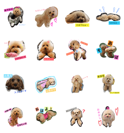 toypoodle mille toypoodle mille