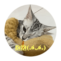 斗財的喵喵生活