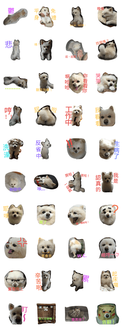 My family dog, Yakult. My family dog, Yakult.