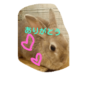 Chiffon rabbit Chiffon rabbit