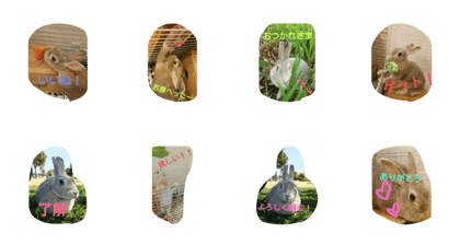 Chiffon rabbit Chiffon rabbit