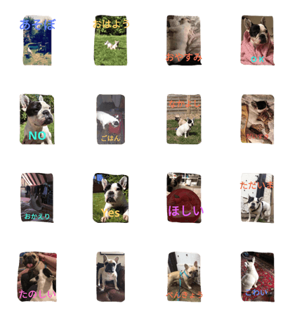 french bulldog boudi and pertwee french bulldog boudi and pertwee