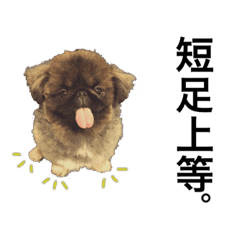 うちのアホ犬ペキニーズ Line スタンプ Line Store うちのアホ犬ペキニーズ Line スタンプ Line Store