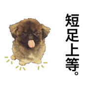 My dear dog,Pekingese My dear dog,Pekingese
