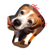 beagle Hana beagle Hana