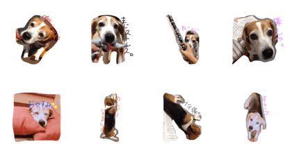 beagle Hana beagle Hana