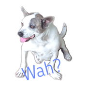 Rang The Dog Rang The Dog