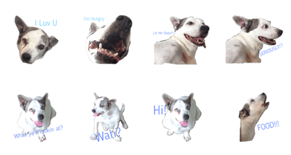 Rang The Dog Rang The Dog