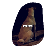 LOL Animal LOL Animal