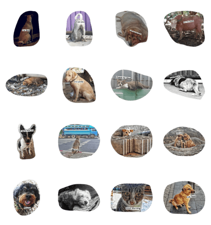 LOL Animal LOL Animal