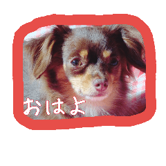 small dog(KOHARU)