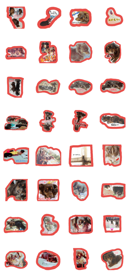 small dog(KOHARU) small dog(KOHARU)