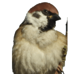 Sparrow without wording2-BIG