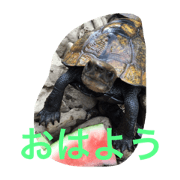 Japonica turtle stamp Japonica turtle stamp