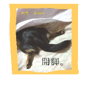 dog(mix) KOTO dog(mix) KOTO