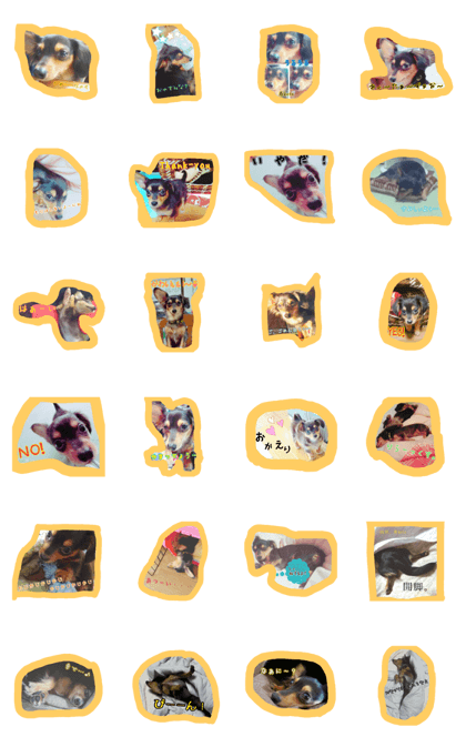 dog(mix) KOTO dog(mix) KOTO