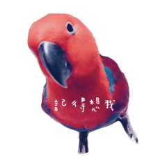 紅豆綠豆 折衷鸚鵡