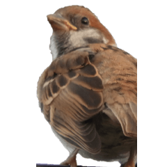 Sparrow without wording3-BIG