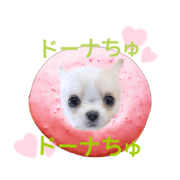 Chihuahua's latte too pretty stamp 2 Chihuahua's latte too pretty stamp 2