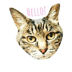 My brown tabby