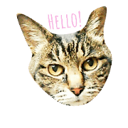 My brown tabby My brown tabby