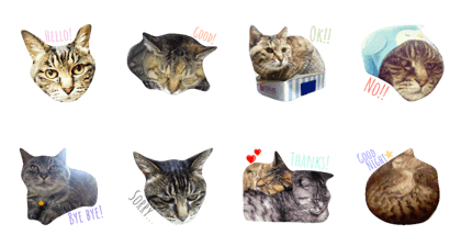 My brown tabby My brown tabby