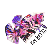 i Love Betta i Love Betta