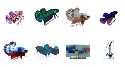 i Love Betta i Love Betta