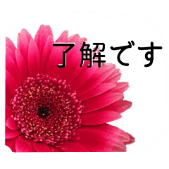 暮らしに花を ガーベラ 敬語 Line スタンプ Line Store 暮らしに花を ガーベラ 敬語 Line スタンプ Line Store