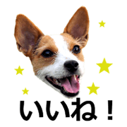 Jack Russell Terrier SHIGURE