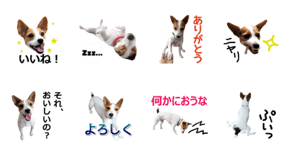 Jack Russell Terrier SHIGURE