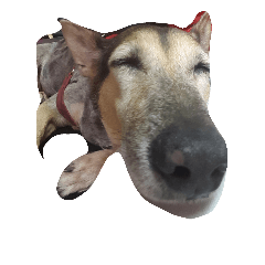 Pobi is a Dog