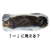 marron's day marron's day