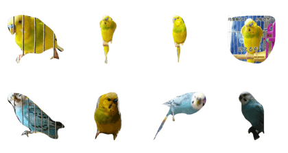 Instead of parrots that appeal to