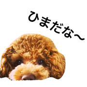 toypoodles ~Wonderful Life~