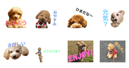 toypoodles ~Wonderful Life~