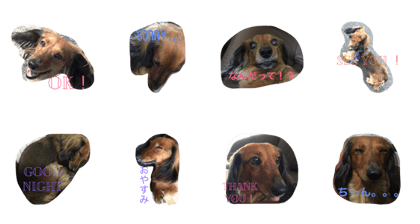 Dachshund no Rin