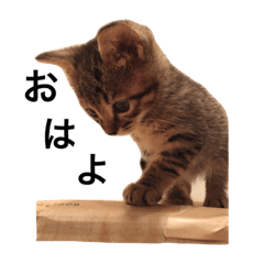 Animal  Sticker ~Cat version~