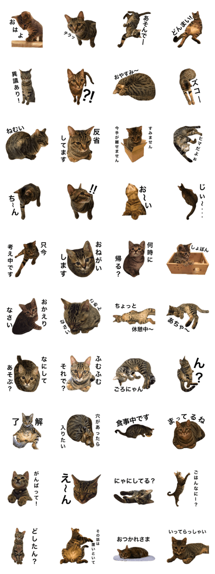 Animal Sticker ~Cat version~ Animal Sticker ~Cat version~