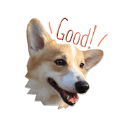 Best Friend? Border Collie & Corgi