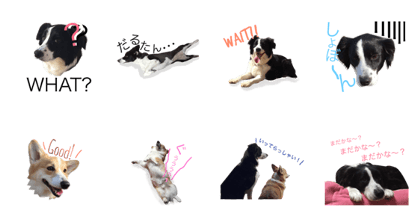 Best Friend? Border Collie & Corgi